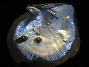 What Makes Pearls Precious? 5 Pinctada Maxima Oyster - Why are Pearls Precious
